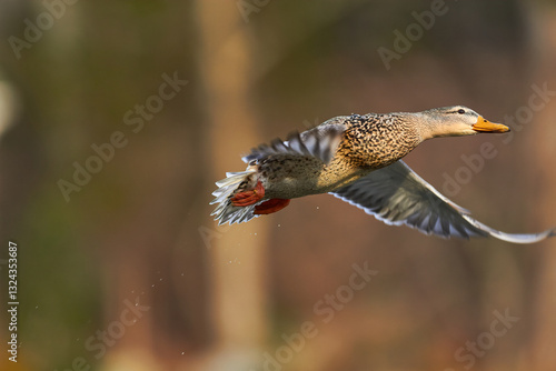 mallard duck in flying in air