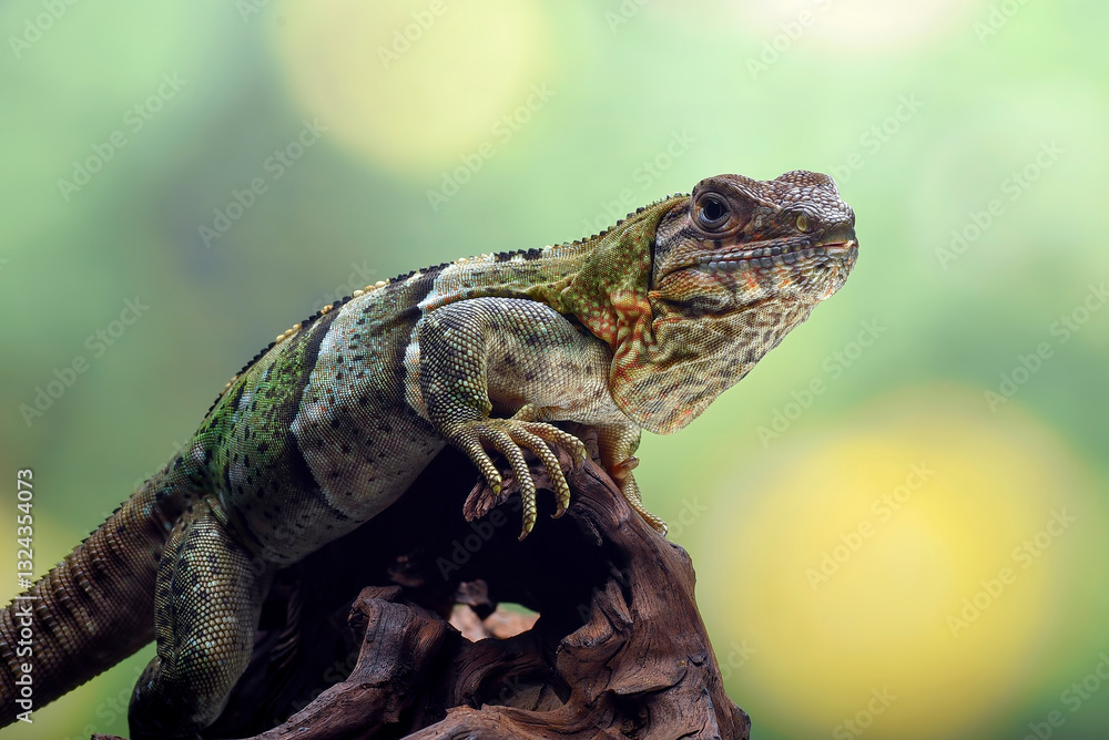 Fototapeta premium Black spiney tailed iguana on a tree log