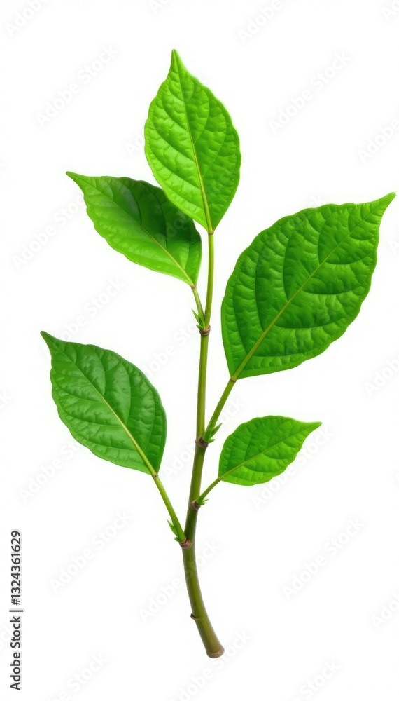 Fototapeta premium isolated leafy branch on pure white background, tree_bark, plant_branch