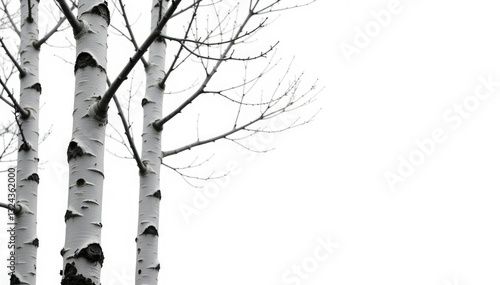 Long silver birch branches against a bright white background, silver, nature, wood