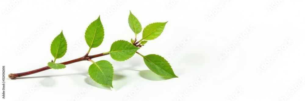 Fototapeta premium Isolated small branch on a plain white with some wood grain, isolated, foliage, wood