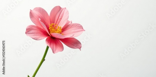 High definition shot of isolated flower on white background, high, flower