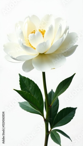 Pure white peony isolated on black background not included however peony is similar to this, floral, clean