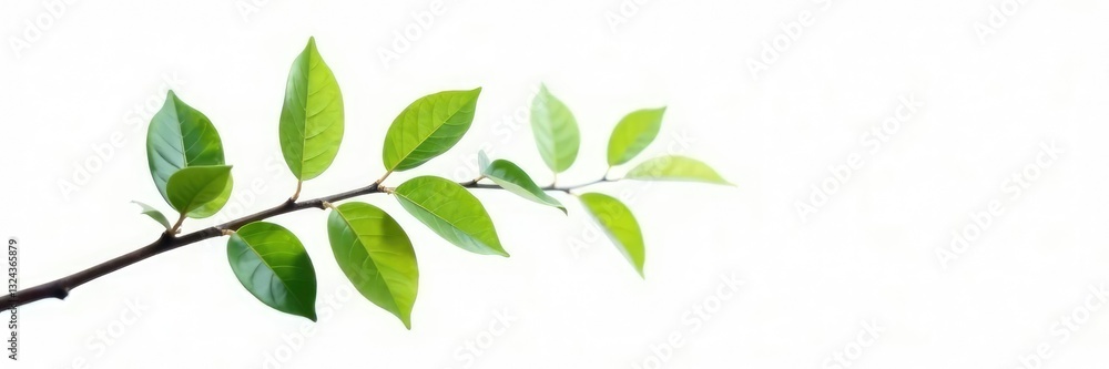Single branch isolated on white background with soft focus effect, foliage, branch Single branch isolated on white background with soft focus effect, foliage, branch