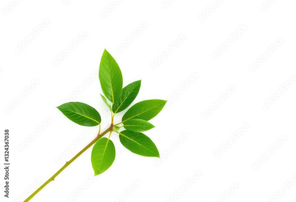 Single vibrant green plant, isolated on pure white background, environment, visual Single vibrant green plant, isolated on pure white background, environment, visual