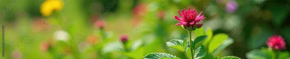 Valeriana officinalis plant growing in a garden, wildflowers, plant life Valeriana officinalis plant growing in a garden, wildflowers, plant life