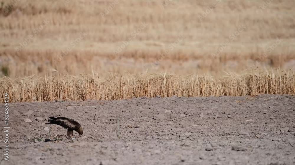 Booted eagle feeding on its prey in a dry field Booted eagle feeding on its prey in a dry field