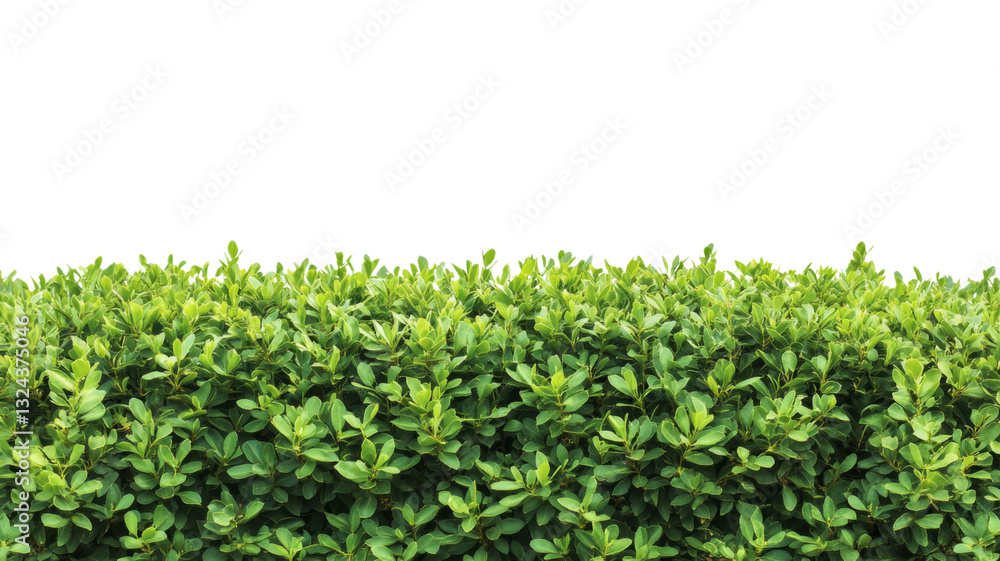 Green leaves forming a hedge on transparent background Green leaves forming a hedge on transparent background