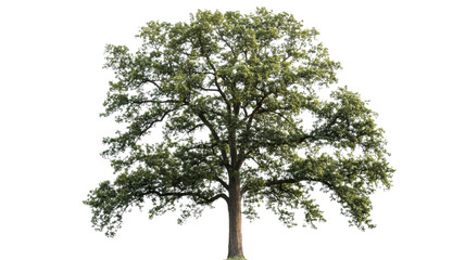 Majestic green oak tree standing tall on transparent background