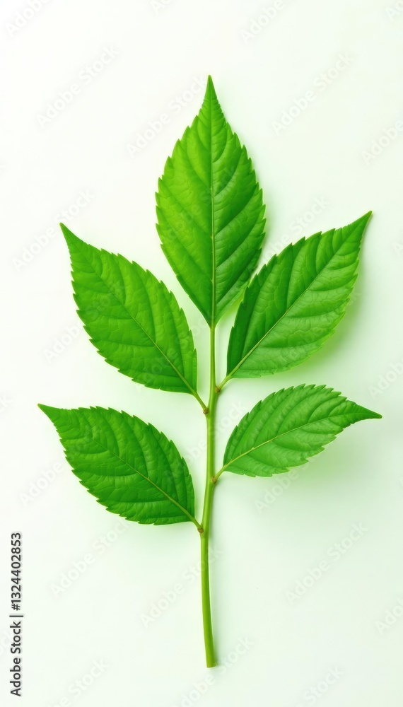 delicate green leaf isolated on white background, herbaceous, greenery, botanical delicate green leaf isolated on white background, herbaceous, greenery, botanical
