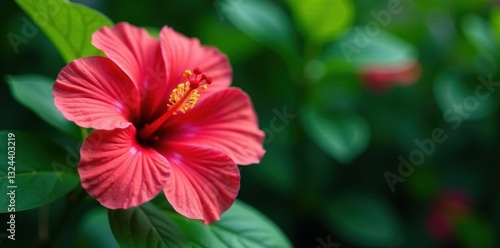 Wallpaper Mural Vibrant tropical hibiscus, green foliage, bold colors, floral, plant, bright Torontodigital.ca