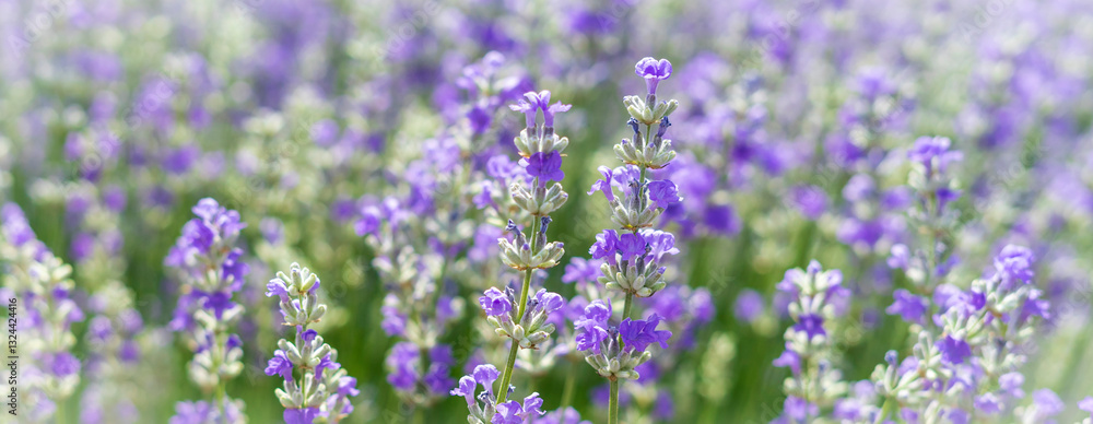 Obraz premium Lavender field in bloom, purple flowers