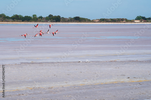 Pink Greater Flamingos birds flying over pink salt marsh near Aigues-Mortes, France. Rose color of water is due to algae called dunaliella salina. Earth nature beauty  background.