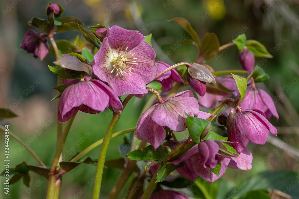 Helleborus purpurascens pink purple early spring flowering plant, beautiful flowers in bloom with green leaves