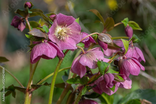 Obraz na płótnie Helleborus purpurascens pink purple early spring flowering plant, beautiful flowers in bloom with green leaves w salonie