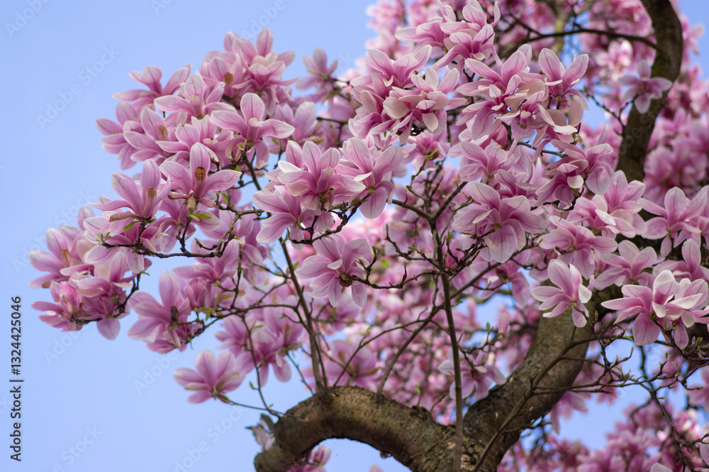 Magnolia soulangeana also called saucer magnolia flowering springtime tree with beautiful pink white flower on branches