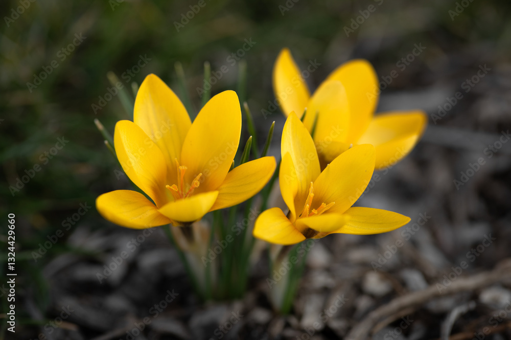 Yellow crocus blossom. Early spring blooming of crocus bulbs, close-up view of beautiful delicate yellow flowers Yellow crocus blossom. Early spring blooming of crocus bulbs, close-up view of beautiful delicate yellow flowers