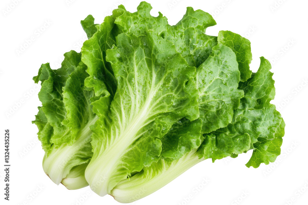 Fresh romaine lettuce heads for healthy meals, cut out Fresh romaine lettuce heads for healthy meals, cut out