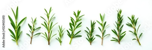 Isolated sprigs of rosemary on white background, botanicals, flora