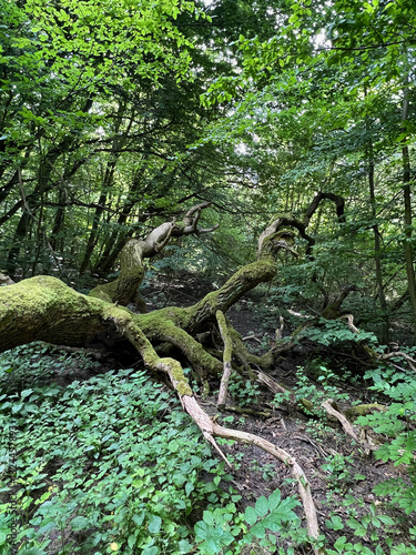Nationalpark Hainich - Totholz am Feenstieg