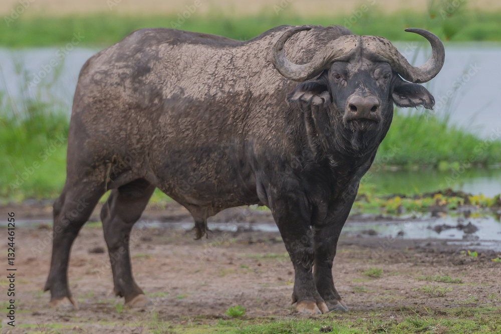 A Buffalo at close range A Buffalo at close range