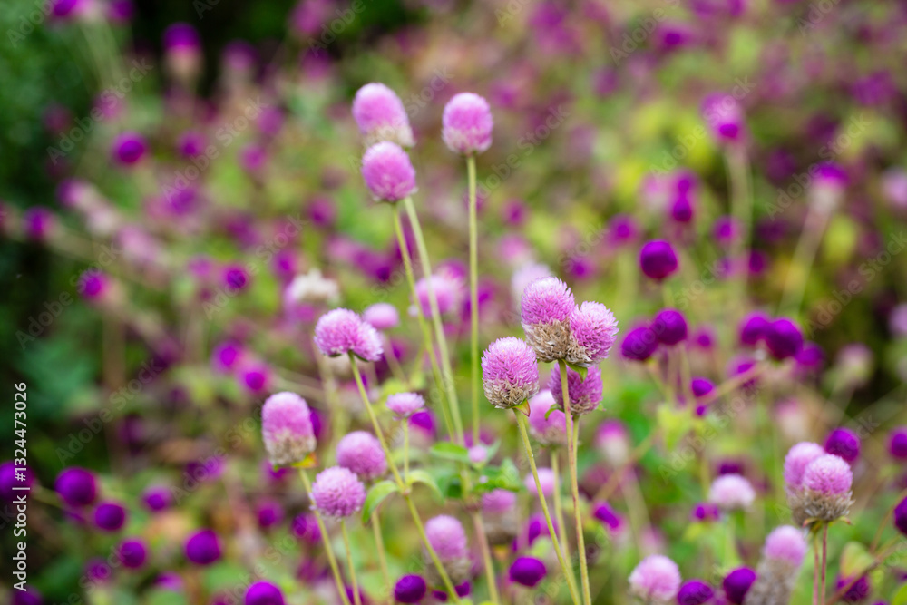 Close-up Gomphrena Globosa flowers in the field in morning Close-up Gomphrena Globosa flowers in the field in morning