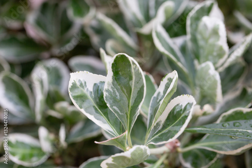Texture, background, pattern of green and white leaves of Euonymus fortunei Emerald Gaiety with rain drops. Natural backdrop