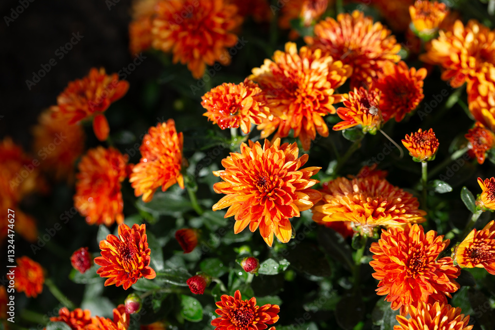 Chrysanthemum multiflora Conaco Orange on a green background close up Chrysanthemum multiflora Conaco Orange on a green background close up