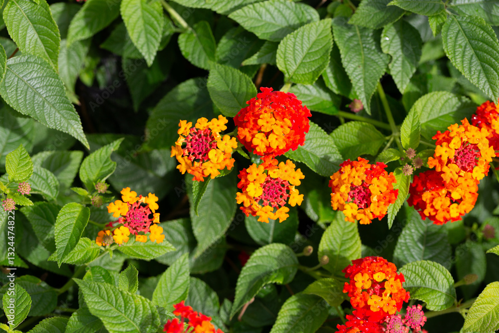 Lantana camara red orange (common lantana) flowers close-up Lantana camara red orange (common lantana) flowers close-up