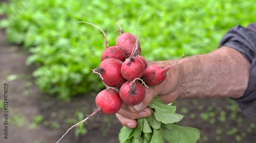 A bunch of fresh red radishes in a man's hands. The first spring shoots. Harvest of natural organic radishes.