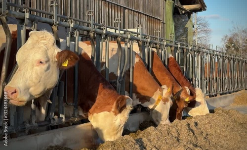 Cow feeding at the farm