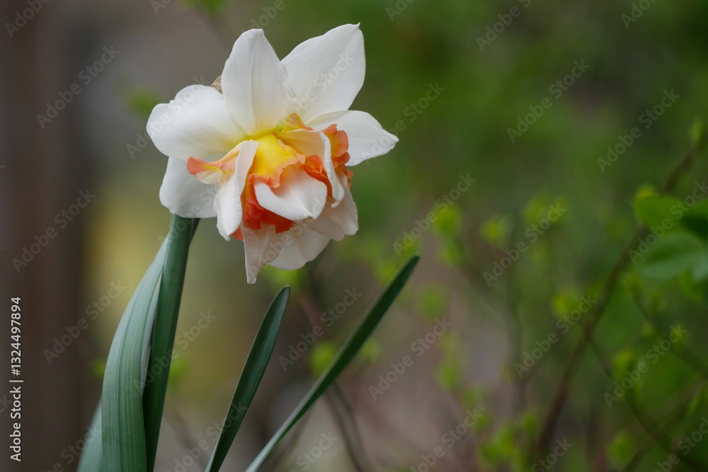 White split corona daffodil narcissus close up. Spring and Easter flower blossom. High quality photo White split corona daffodil narcissus close up. Spring and Easter flower blossom. High quality photo