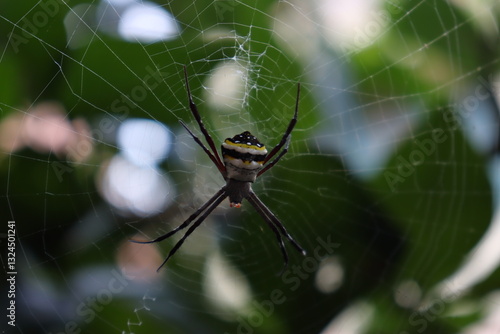 A macro shot of a black-and-yellow striped spider on its web, with a blurred green background. The intricate web glistens in daylight, highlighting its details.