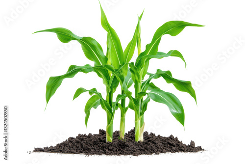 Wallpaper Mural New corn plants sprouting in soil, cut out Torontodigital.ca