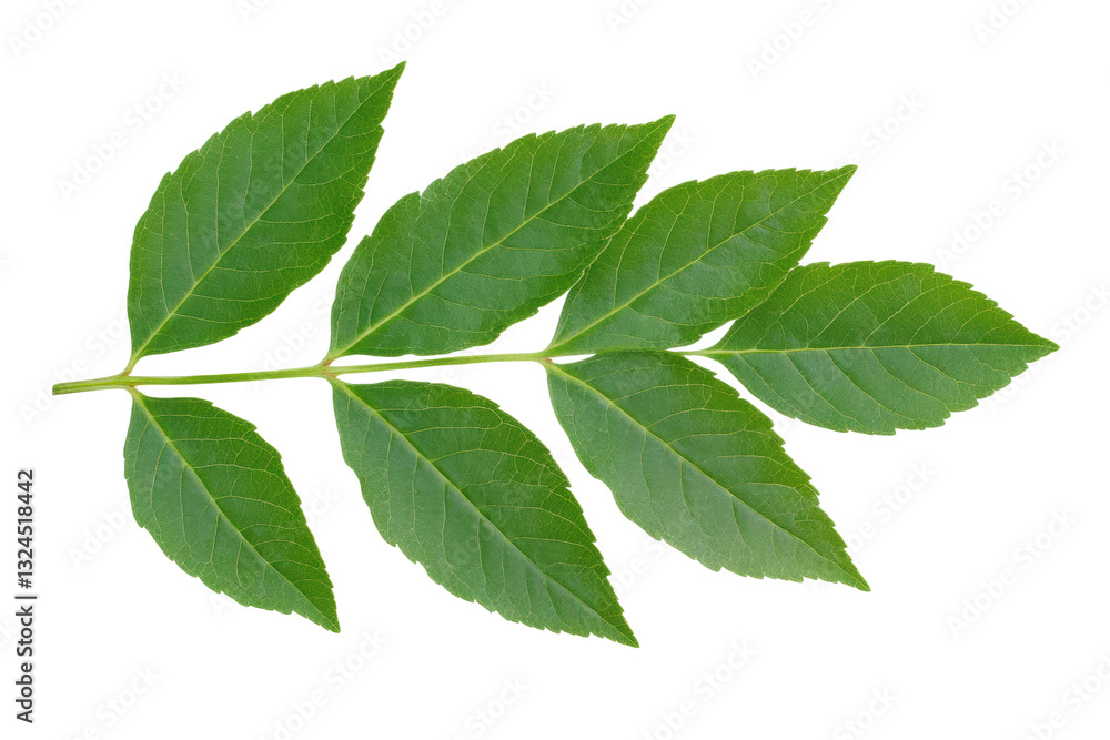 Fresh green leaves on branch from a plant, cut out Fresh green leaves on branch from a plant, cut out