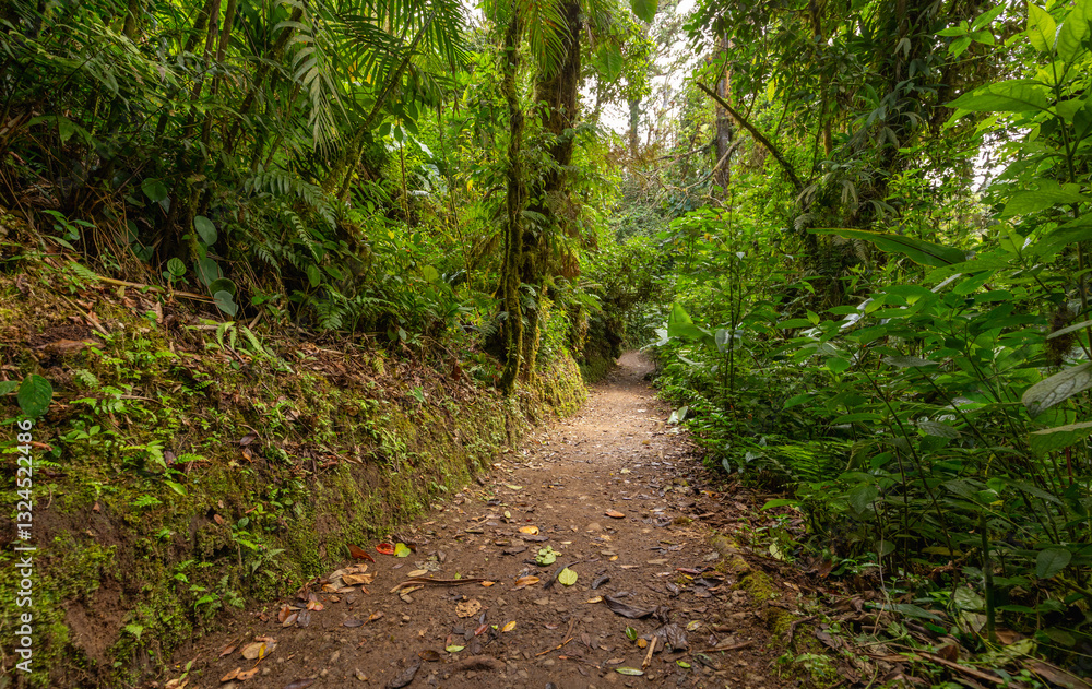 Obraz premium Walking path in rainforest in the national park Monteverde Cloud Forest - Costa Rica