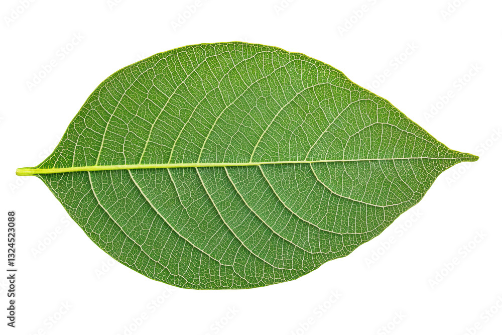 Obraz premium Close-up view of a detailed green leaf, cut out
