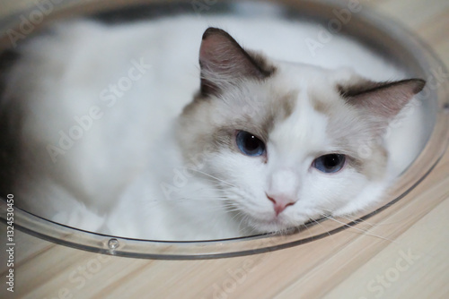 Wallpaper Mural Cute, sleepy Ragdoll cat in clear bowl on cat tree Torontodigital.ca