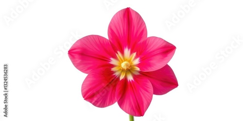 A single, vibrant bloom isolated against a pure white backdrop, close-up, plant