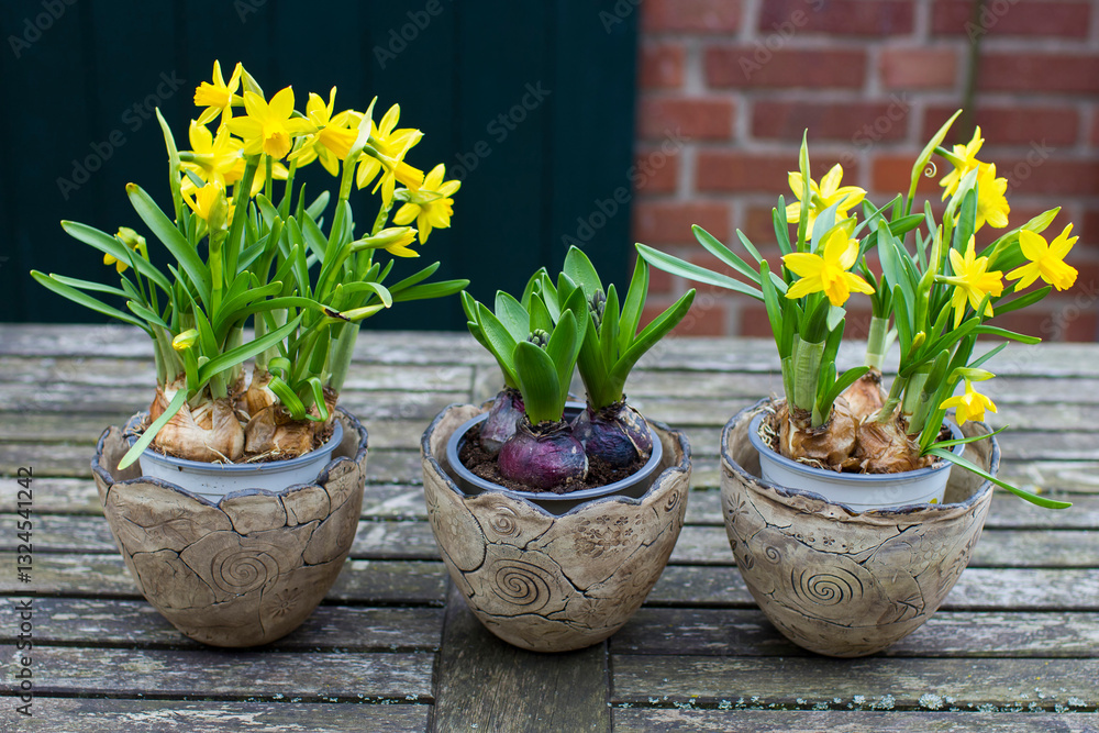 The daffodil, Narcissus pseudonarcissus and hyacinthus orientalis in clay pots