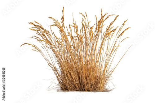 Golden dry grass clump in bright light setting, cut out