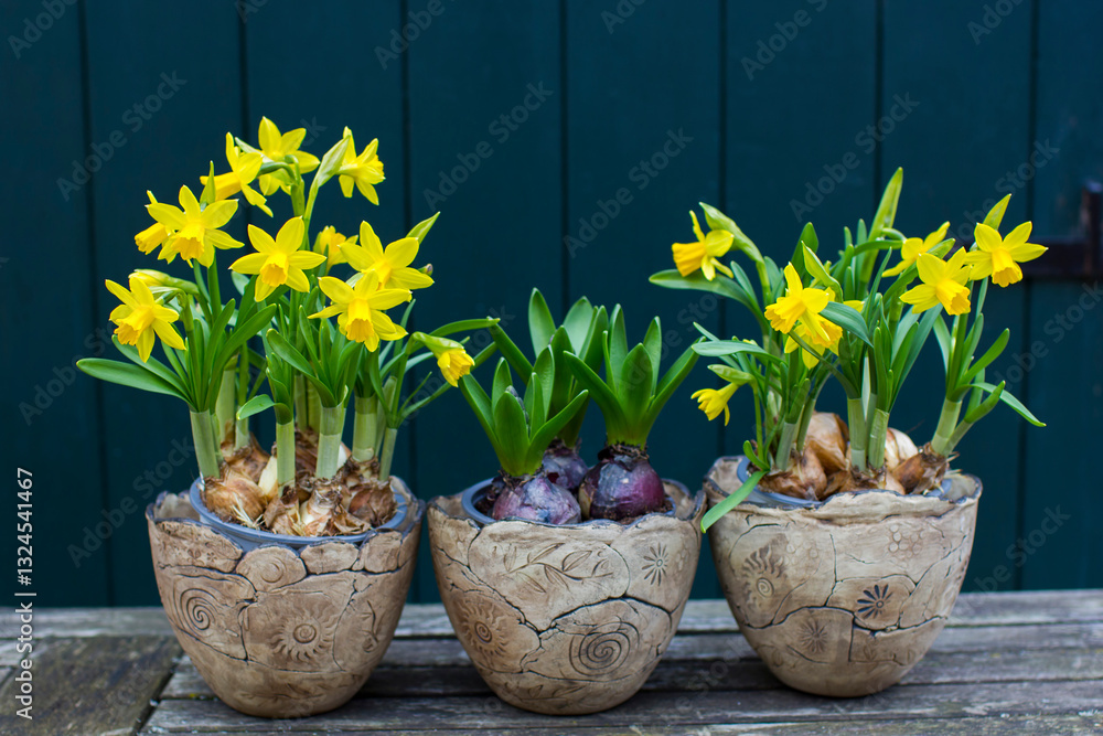 The daffodil, Narcissus pseudonarcissus and hyacinthus orientalis in clay pots