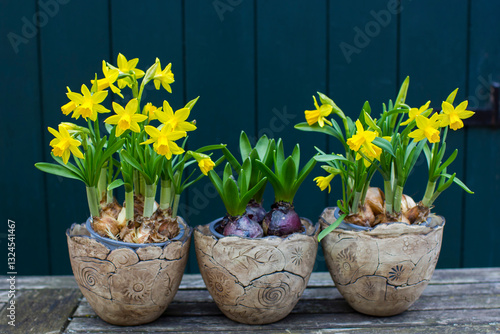 Obraz na płótnie The daffodil, Narcissus pseudonarcissus and hyacinthus orientalis in clay pots w salonie