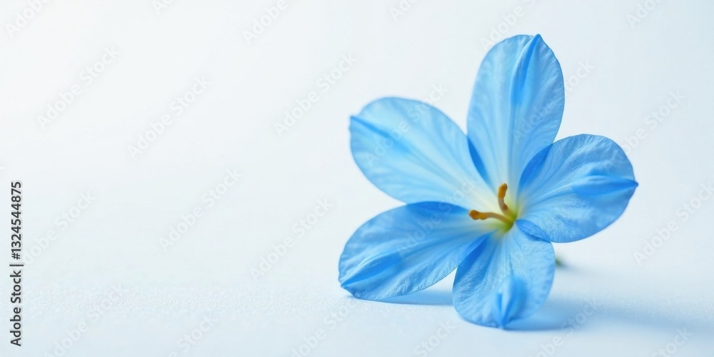 Fototapeta premium A single light blue flower blossom rests gently on a pale background, showcasing delicate petals and subtle texture.
