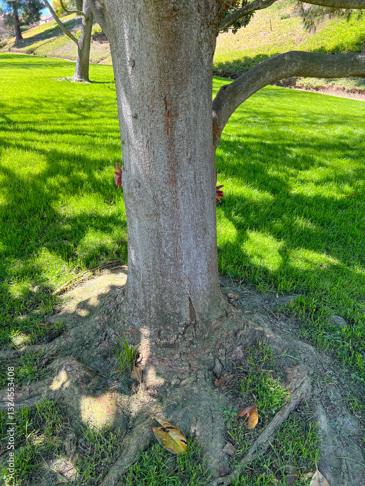 Cute little girl is playing around the grass and trees at the park
