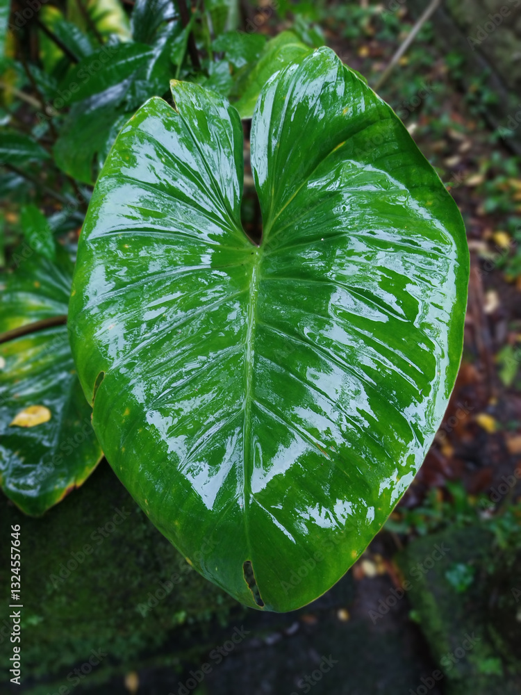 closeup nature view of green monstera leaf and palms, High quality photo