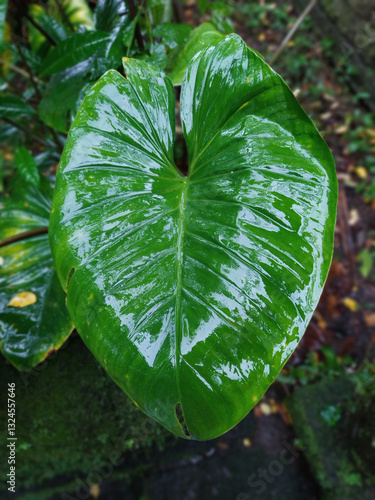 Obraz na płótnie closeup nature view of green monstera leaf and palms, High quality photo w salonie