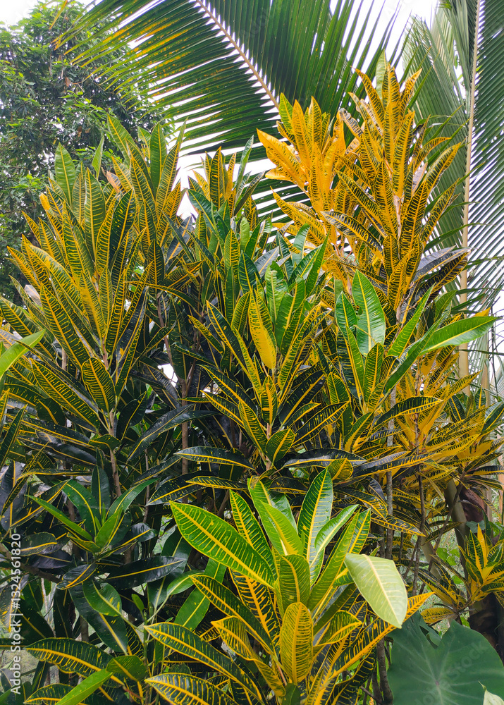 Codium variegated at green garden