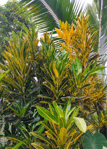 Obraz na płótnie Codium variegated at green garden w salonie