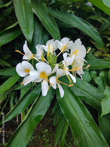Obraz na płótnie Close up of Yellow Ginger Lily, Butterfly Ginger, scientific name Hedychium flavescens w salonie